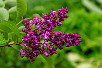young purple lilac on a green background