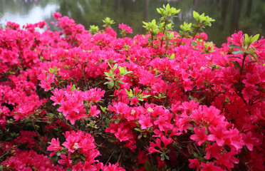 Blooming azalea bush with bright crimson pink flowers in the garden on a spring day