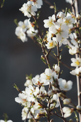 bee pollinating Silverded Almond pretty flower invites to meditation (Japanese cherry tree - jerte Spain)