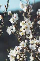 bee pollinating Silverded Almond pretty flower invites to meditation (Japanese cherry tree - jerte Spain)