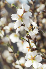 bee pollinating Silverded Almond pretty flower invites to meditation (Japanese cherry tree - jerte Spain)