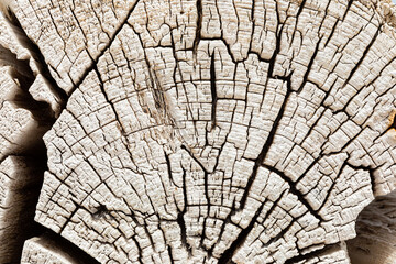 Macro close-up texture of a wood grain