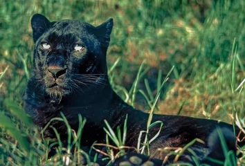 Foto op Canvas Black Panther © Julius Fekete