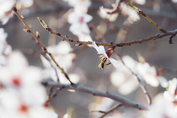 bee pollinating Silverded Almond pretty flower invites to meditation (Japanese cherry tree - jerte Spain)