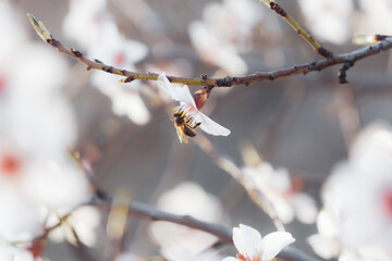 bee pollinating Silverded Almond pretty flower invites to meditation (Japanese cherry tree - jerte Spain) © AXEL