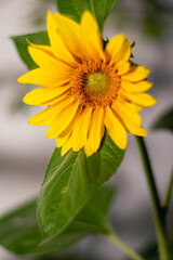 sunflower flower close-up