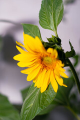 sunflower flower close-up
