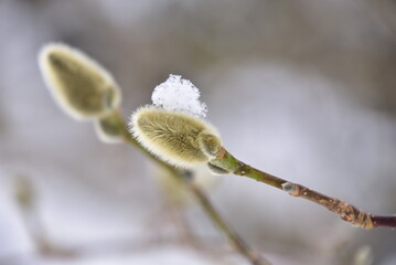 willow catkins in spring © My.S.