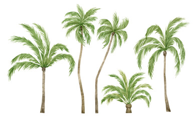 Watercolor palm tree in green color isolated on white background. Vintage coconut trees. Floral tropical jungle. - 416096161