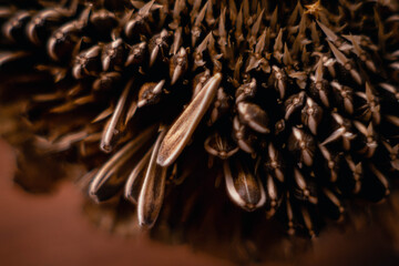 close-up of sunflower flower with seeds
