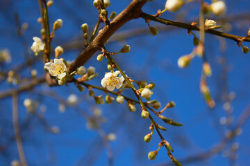 Spring white flowers. Cherry blossoms on a sunny day against the blue sky. Beauty of nature. Spring, youth, growth concept.