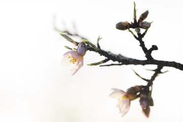 Silverded Almond pretty flower invites to meditation (Japanese cherry tree - jerte Spain)