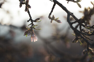 Silverded Almond pretty flower invites to meditation (Japanese cherry tree - jerte Spain)