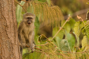 Baby Yellow Baboon