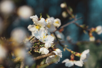 Silverded Almond pretty flower invites to meditation (Japanese cherry tree - jerte Spain)
