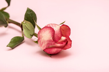 Beautiful pink rose with leaves, on a pink background.