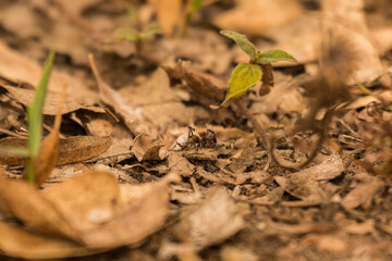 Ants carrying a Wasp