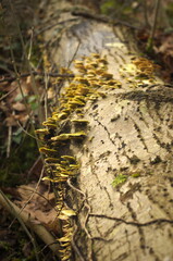 Perspectiva de arbol caido con hongos