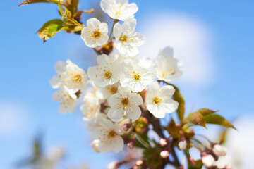 Fototapeta premium Spring white flowers. Cherry blossoms on a sunny day against the blue sky. Beauty of nature. Spring, youth, growth concept.