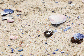 broken Mussel shells washed up on a beach