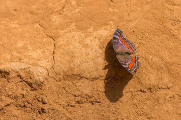Gaudy Commodore Butterfly