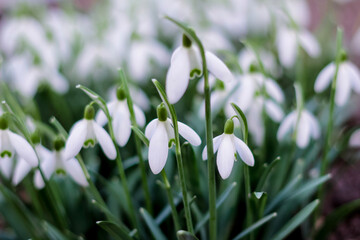 Defocus Springtime flowers. Side view. Snowdrop spring flowers in a clearing in the forest. Snowdrop, symbol of spring. Galanthus, Galanthus nivalis. Close-up. Cold tint. Out of focus