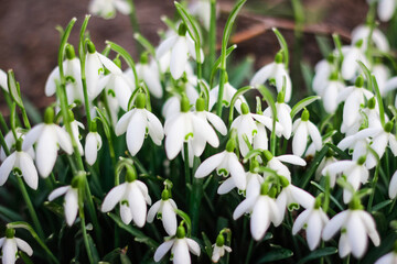 Spring background. Snowdrop spring flowers in a clearing in the forest. Snowdrop, symbol of spring. Galanthus, Galanthus nivalis. Close-up. Selective focus