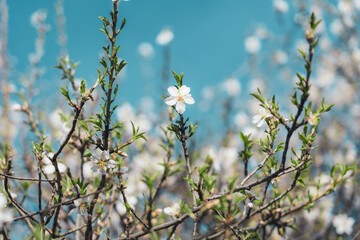 Silverded Almond pretty flower invites to meditation (Japanese cherry tree - jerte Spain)