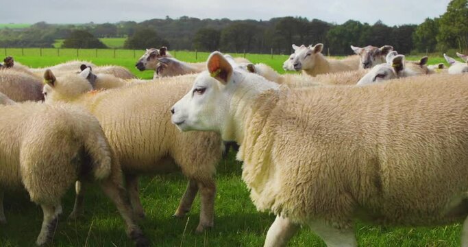 charollais cross herd moving right to left