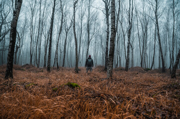 fog in the woods
