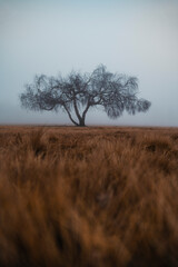 tree in the fog