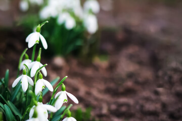 Spring landscape. Snowdrop spring flowers in a clearing in the forest. Snowdrop, symbol of spring. Galanthus, Galanthus nivalis. Close-up. Selective focus