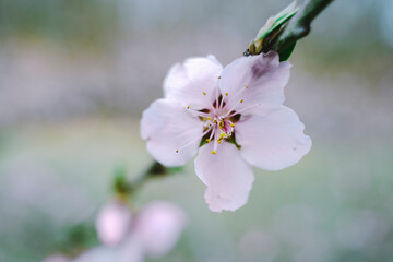 桜,クローズアップ