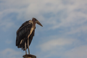 Marabou Stork