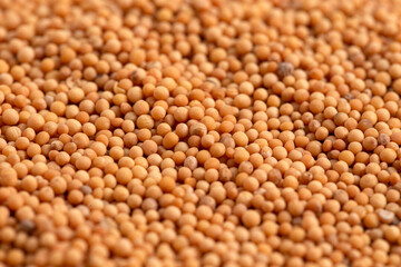 Up Close View of Mustard Seeds
