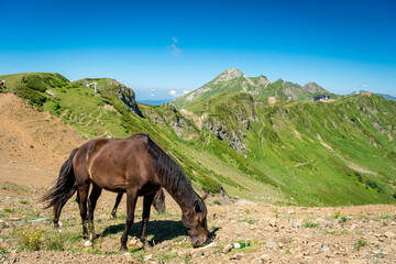 Summer landscapes of the Caucasus mountains in Rosa Khutor, Russia, Sochi, Krasnaya Polyana. Peak 2320m. Two black horses graze in a mountain meadow