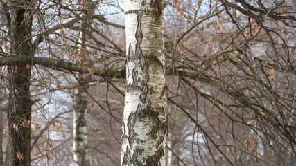 Fototapeta premium tree in the forest