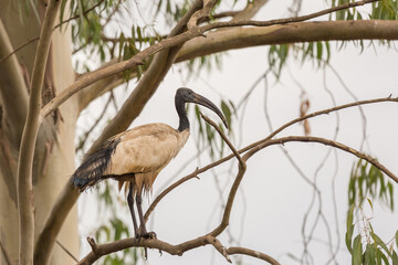 African Sacred Ibis
