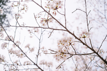 Fototapeta na wymiar 桜