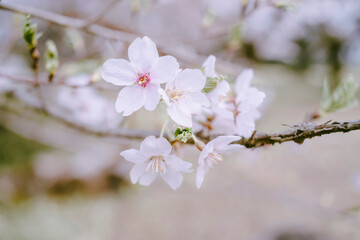 桜_クローズアップ