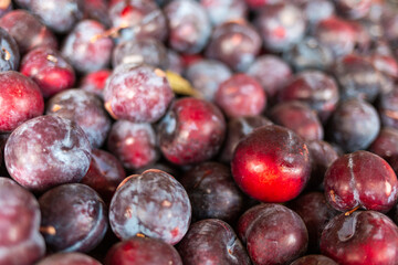 Purple plum close-up. Organic fruits