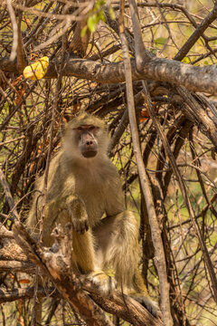 Yellow Baboon