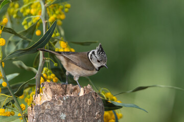 Herrerillo capuchino en un tronco con flores amarillas (Lophophanes cristatus)