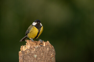 Carbonero común (Parus major)