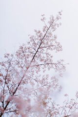 桜_クローズアップ