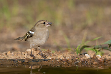 pinzón vulgar (Fringilla coelebs) 