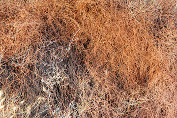 Bad dry vegetation and herbs