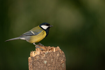 Carbonero común sobre un viejo tronco podrido (Parus major)