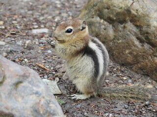 a chipmunk at the Moraine Lake, Banff National Park, Icefields Parkway, Rocky Mountains, Alberta, Canada, August