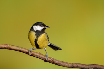 Carbonero común en una rama con fondo verde (Parus major)